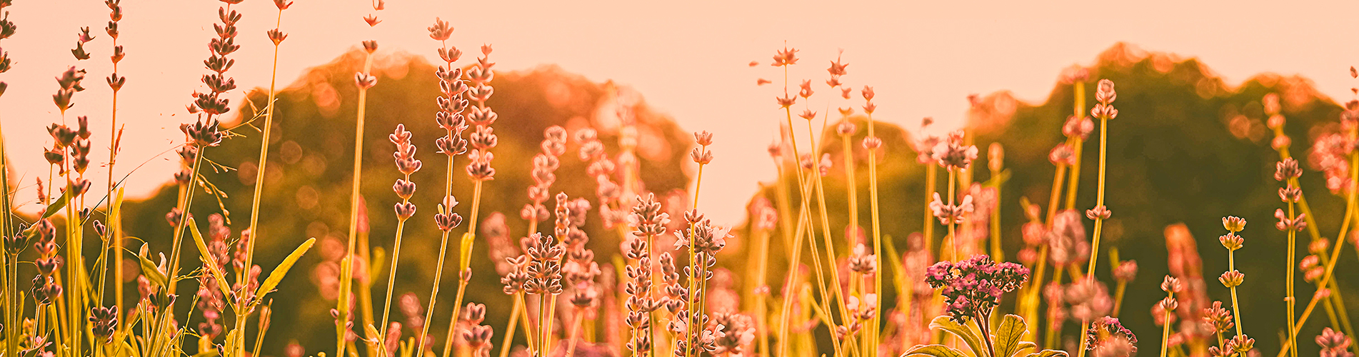 Авиабилеты Санкт-Петербург - Пенза из аэропорта Пулково