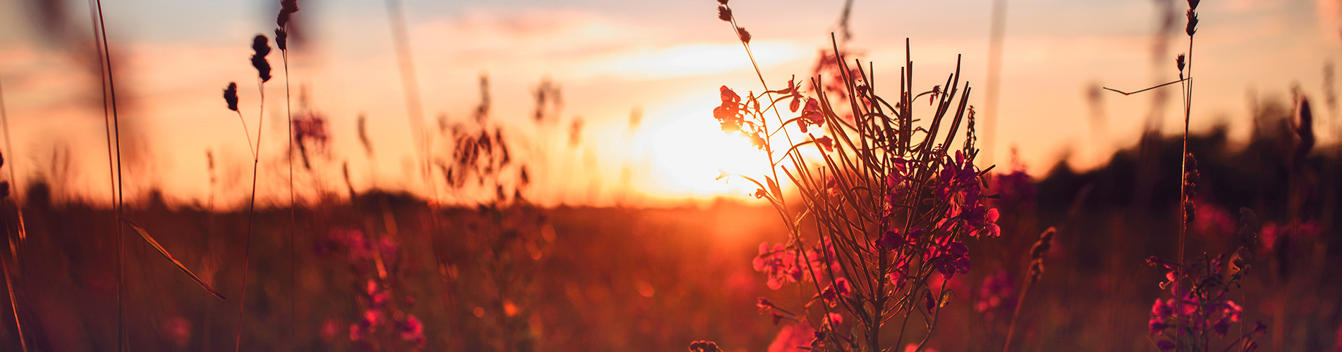 Авиабилеты Санкт-Петербург - Псков из аэропорта Пулково
